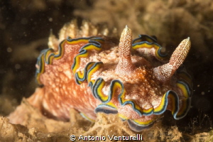 nudibranch glossodoris cincta by Antonio Venturelli 